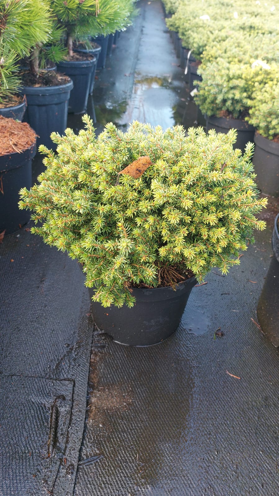 Ель обыкновенная Литтл Гем